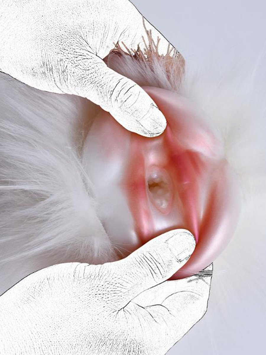 Animal Pocket Pussy Male Masturbation Cup