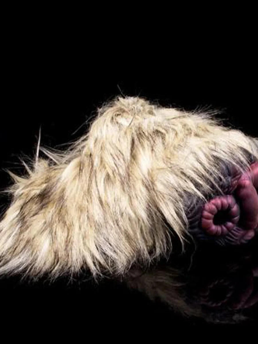Hyena Animal Vagina Penis Massage Sex Toy Hyena Animal Vagina Penis Massage Sex Toy