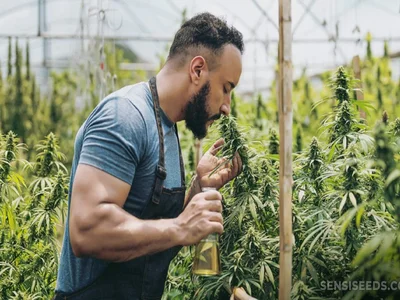 what-are-terpenes-the-ultimate-guide