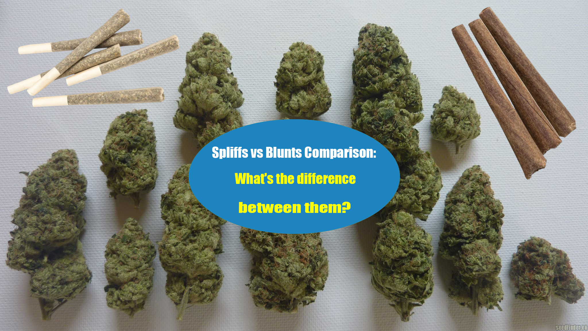 Spliffs vs Blunts Comparison: What's the difference | LOOKAH