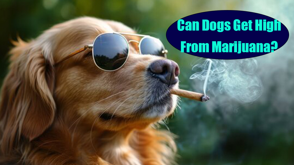 elf bar vape uk If you use nicotine, so does your pet! main image 0