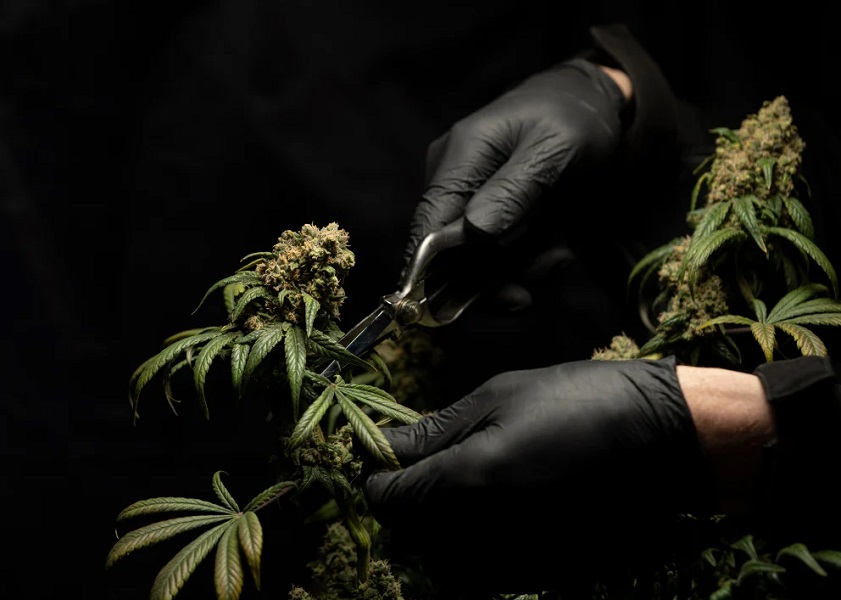 What Does Moldy Weed Look Like? | LOOKAH