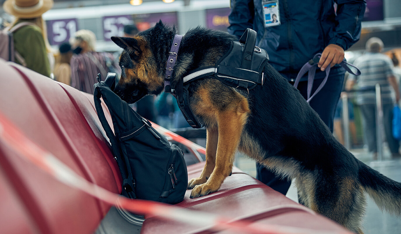 Can Sniffer Dogs Smell Weed Vape Pens? - Can Sniffer Dogs Smell Sealed Cigarettes