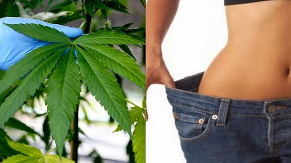 Marijuana Metabolism | Lookah
