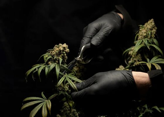 What Does Moldy Weed Look Like? | LOOKAH