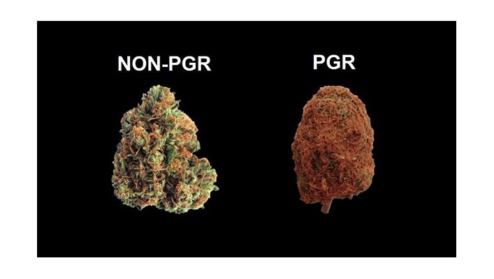 What is PGR weed | Lookah